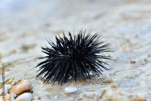Sea urchin on a stone © gheturaluca