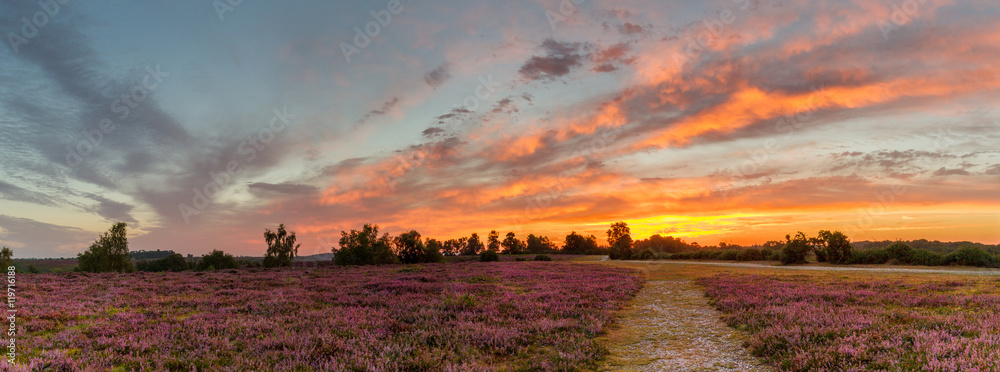 Obraz premium colorful purple heather at sunrise