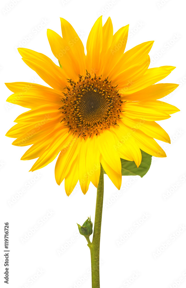 Fototapeta premium Flower of sunflower isolated on white background