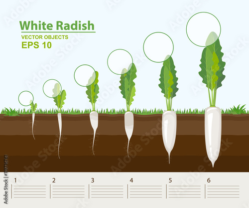 Phases of growth of a white radish in the garden