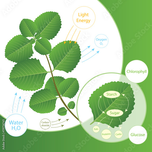 Plants make food using sunlight. Biology scheme of photosynthesis for education