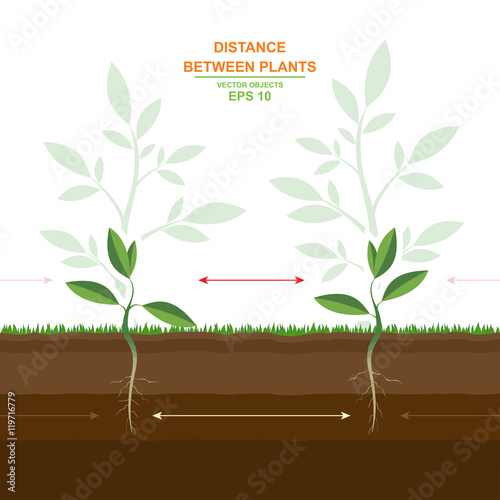 Spacing between Plants. Proper planting