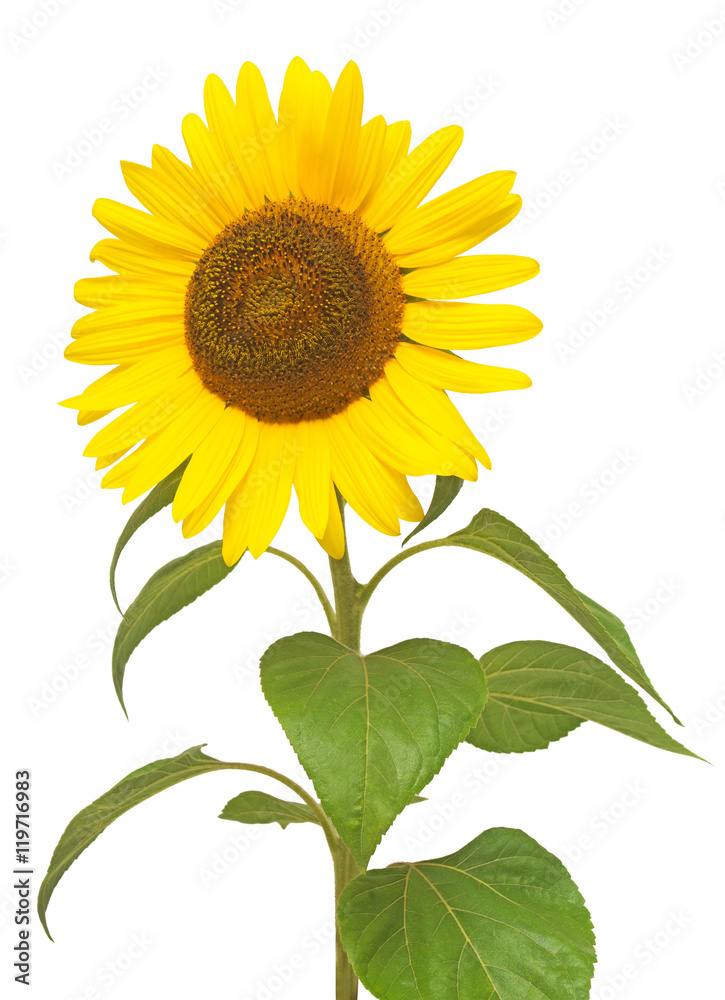 Obraz premium Flower of sunflower isolated on white background