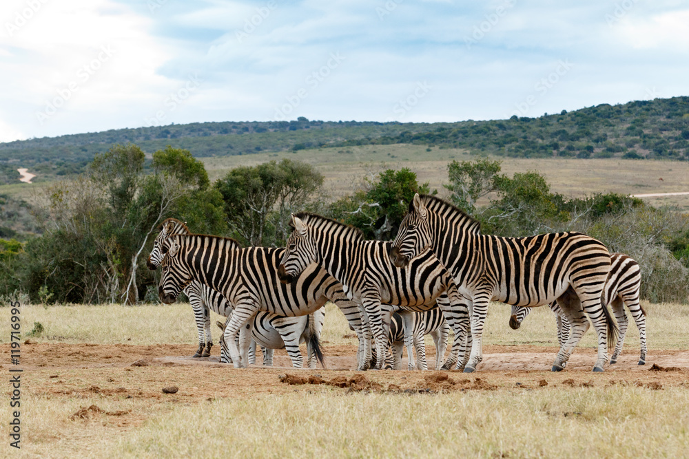 Obraz premium Tribe of Burchell's Zebra at Watering Hole