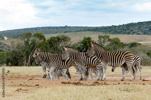 Tribe of Burchell s Zebra at Watering Hole