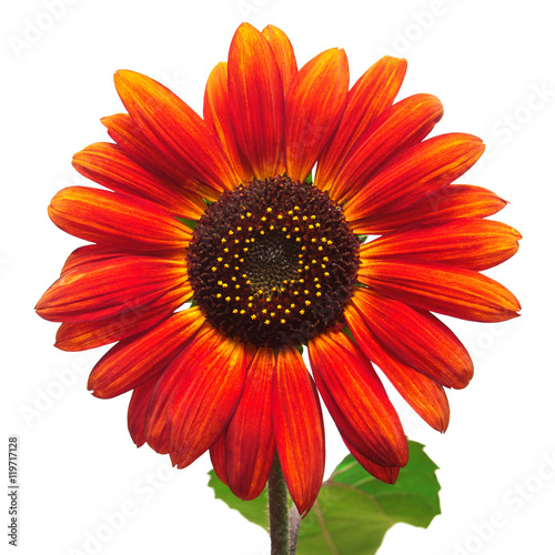 Wreath frame with red sunflowers isolated on white background. 