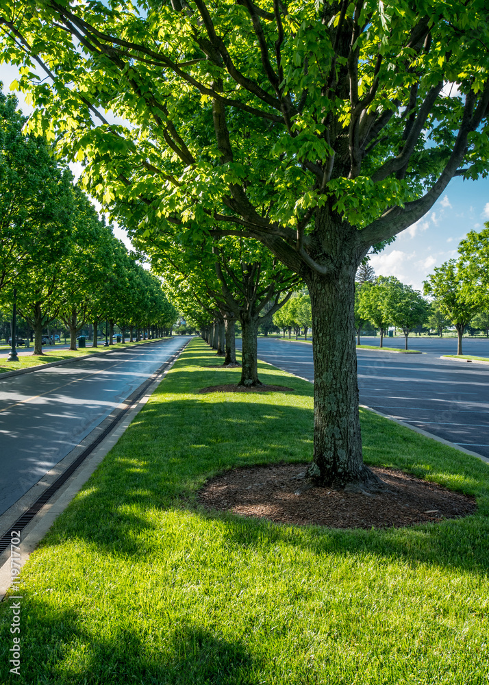 Trees Lining the Road at Keeneland