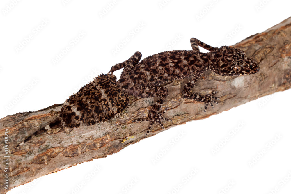 Naklejka premium Australian leaf-tailed geckos on white