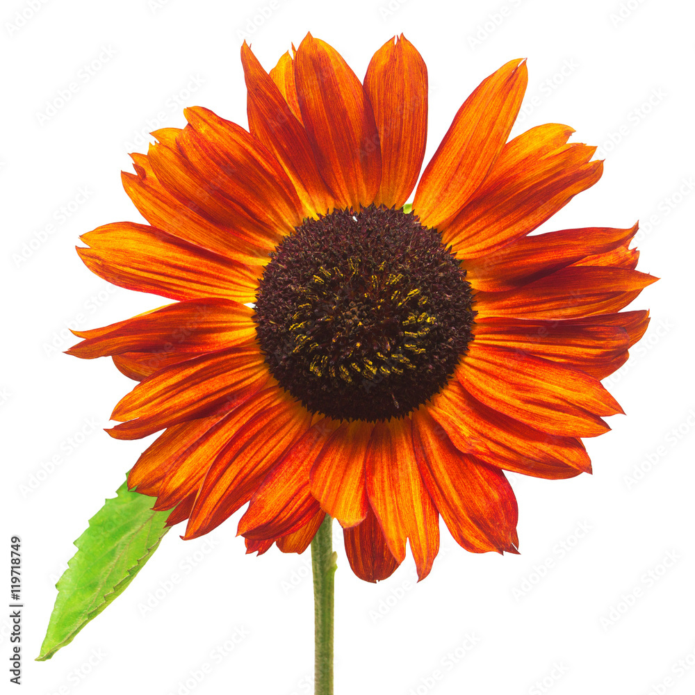 Fototapeta premium Red flower sunflower isolated on a white background