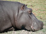 Hippopotamus in Chobe National Park