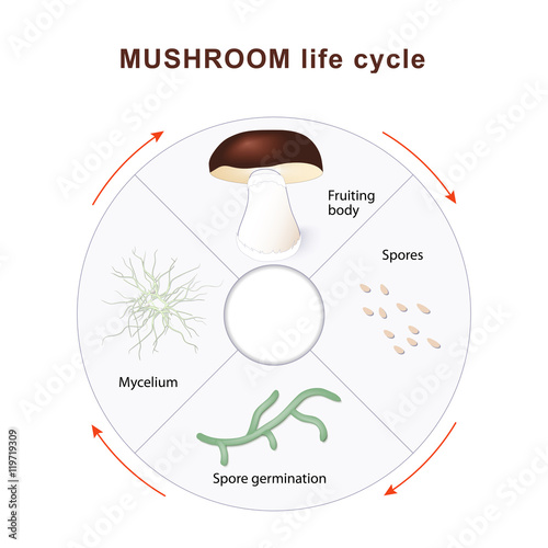 mushroom life cycle