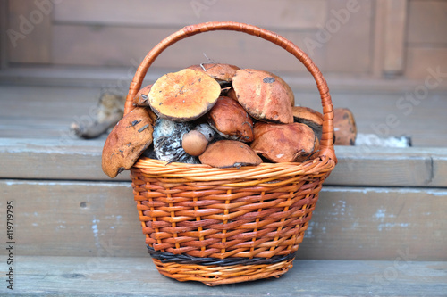 Still life with crop of many edible mushrooms in brown wicker basket on wooden house porch steps front outdoor front view horizontal