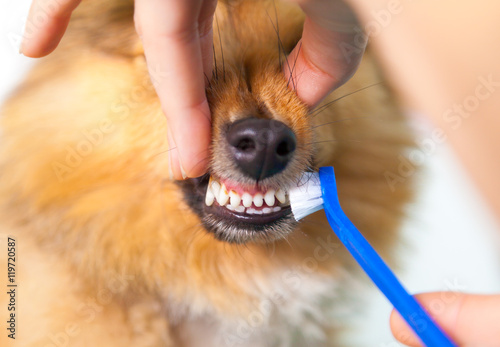 Hund und Zahnbürste photo