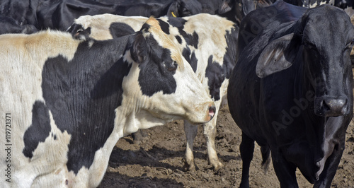 Dairy cattle head of the Girolando race photo