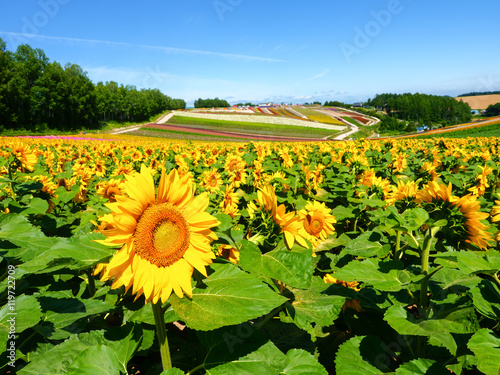 Fototapeta Naklejka Na Ścianę i Meble -  ひまわり畑