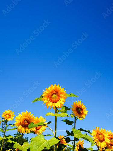 Fototapeta Naklejka Na Ścianę i Meble -  ひまわり畑