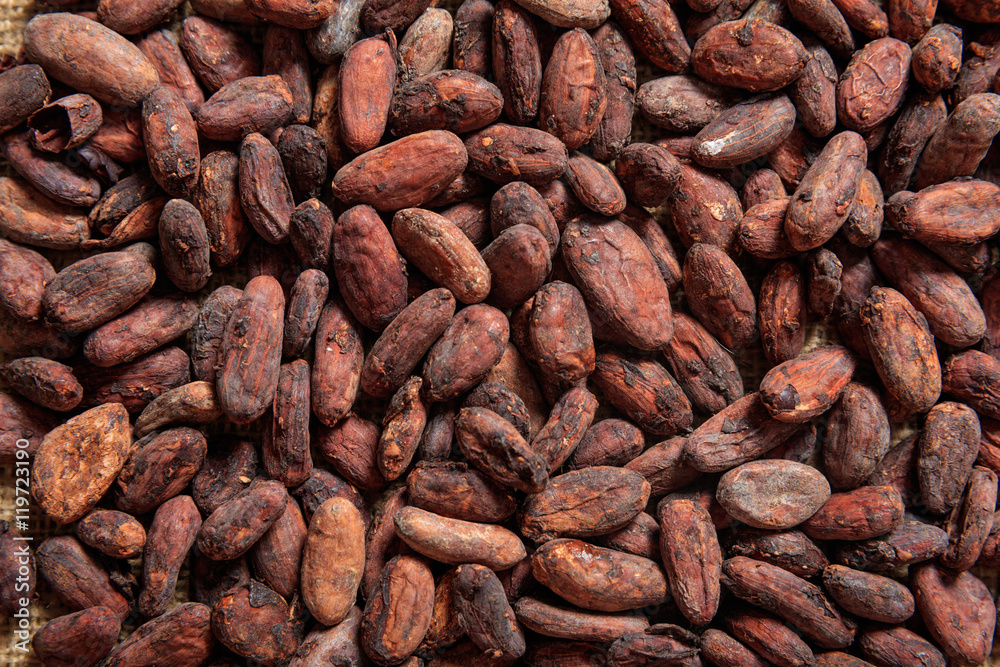 Cocoa beans as background Cocoa beans as background
