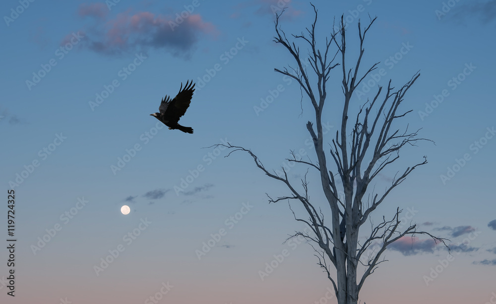 Obraz premium Crow flying off dead tree in twilight