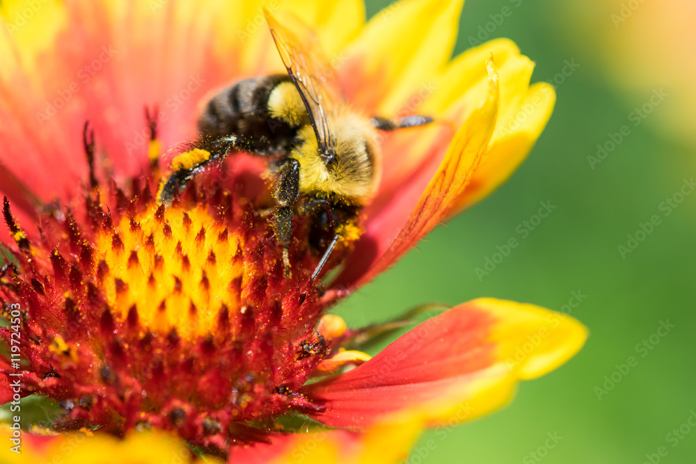 Honey Bee on a Flower Honey Bee on a Flower