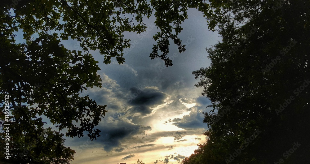 Fototapeta premium Trees and sky