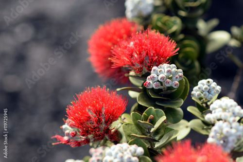 blazing blooms of ohia flowers at the Volcano National Park, Big Island, Hawaii