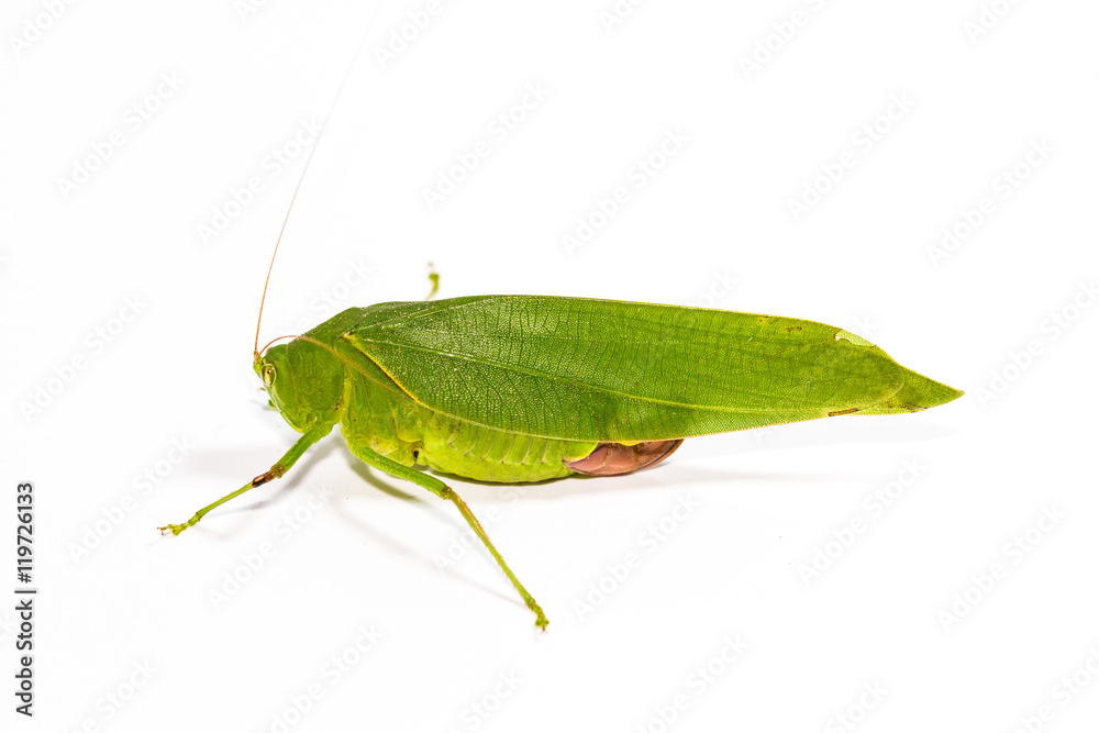 close up green grasshopper on white background close up green grasshopper on white background