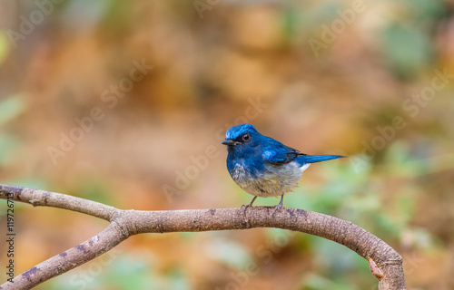 Beautiful male Hainan Blue Flycatcher (Cyornisconcreta) on branch photo