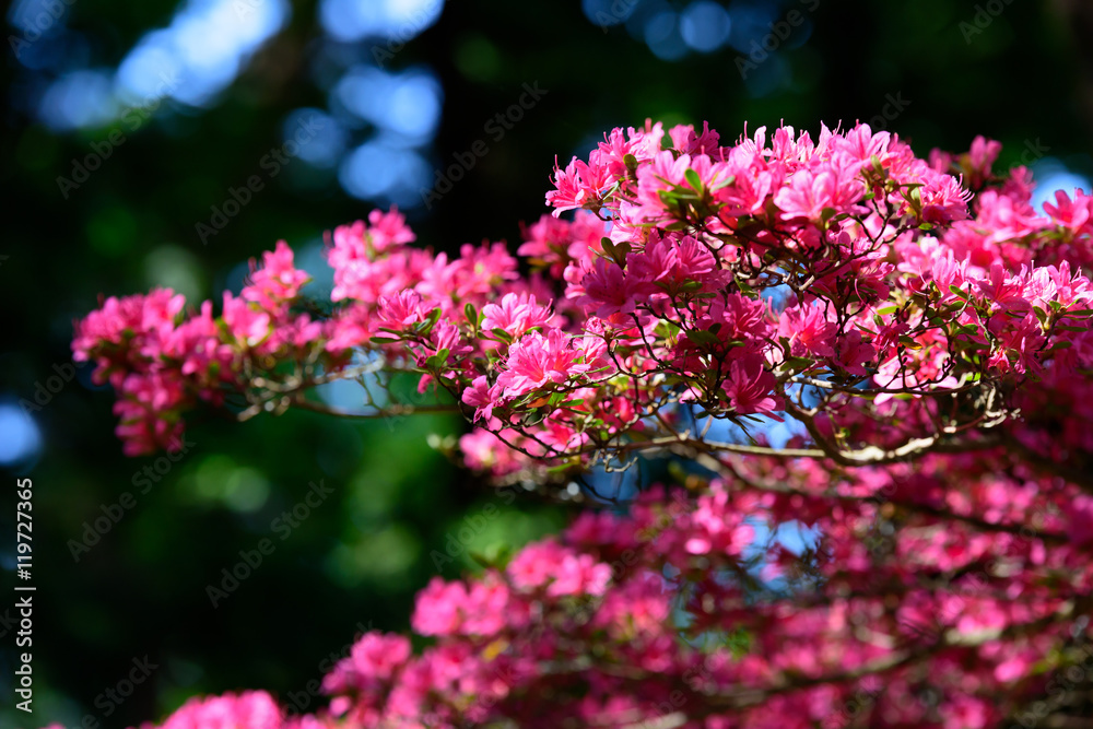 Fototapeta premium 日本の花の風景
