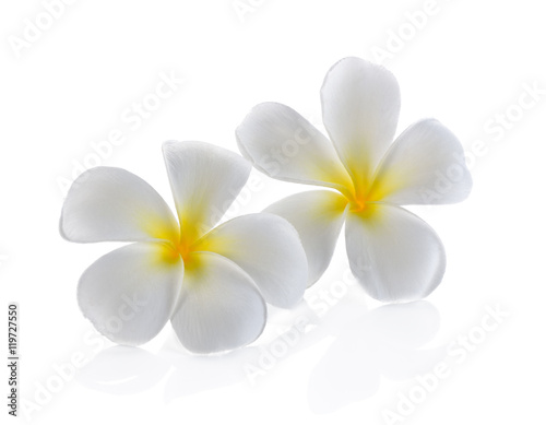beautiful white plumeria rubra flower isolated on White backgrou