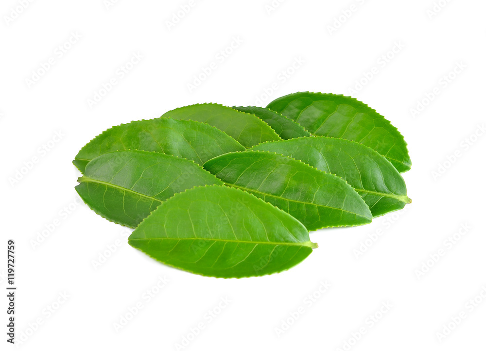 Obraz premium green tea leaf isolated on white background