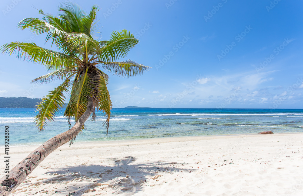 cocotier penché sur plage d'anse Fourmis, la Digue, Seychelles 