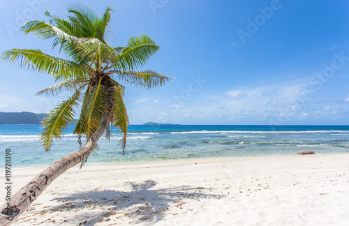 cocotier pench   sur plage d anse Fourmis  la Digue  Seychelles 