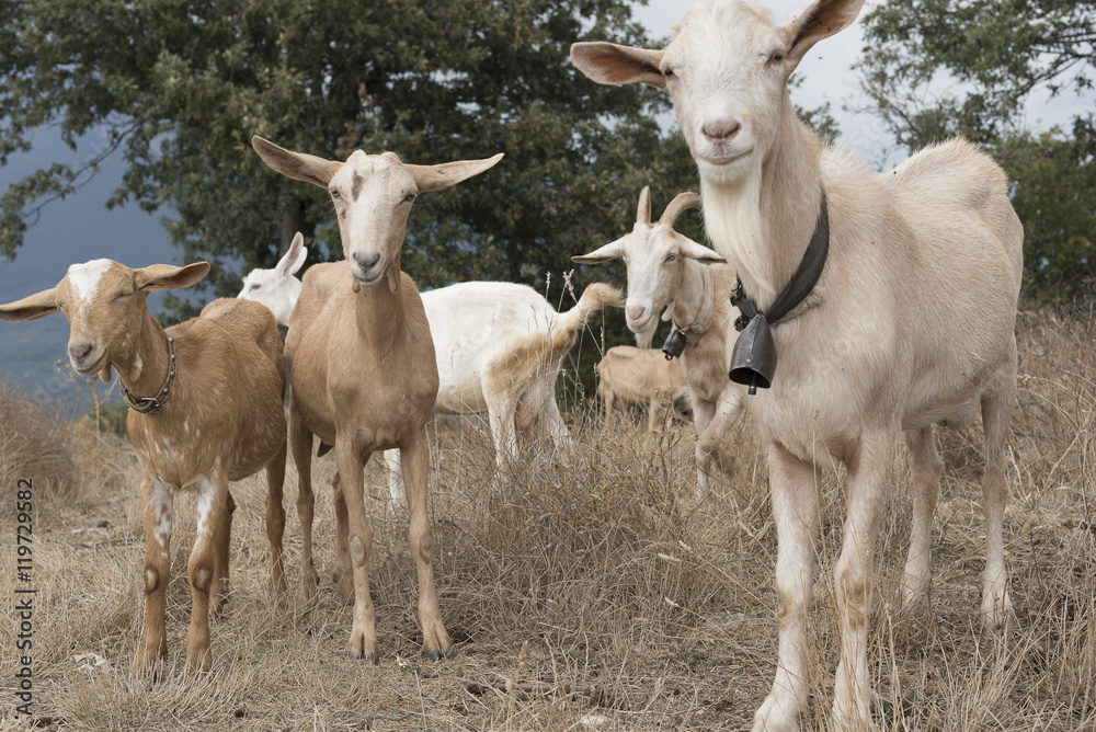 Obraz premium Flock of goats in Cilento, Campania (Italy).