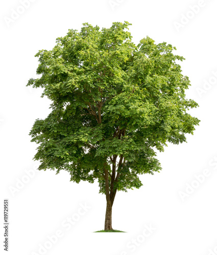 Isolated tree on white background