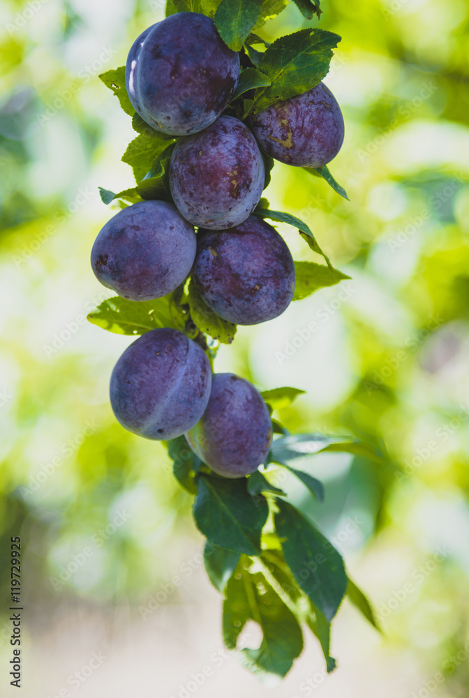 Fototapeta premium Branch of a plum