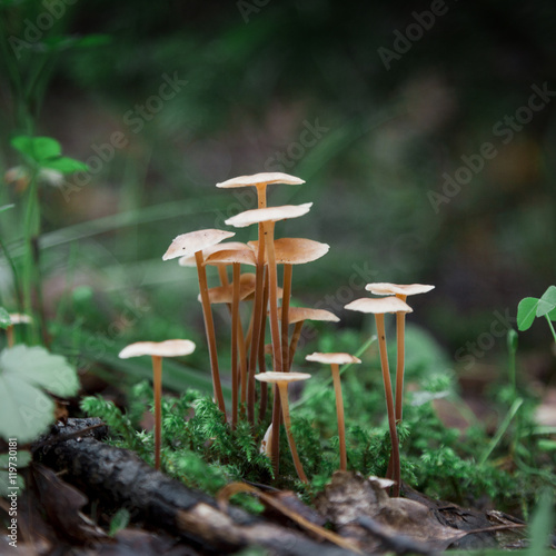 closeup of mushrooms growing from the moss