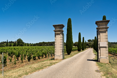 Provencal vineyard photo