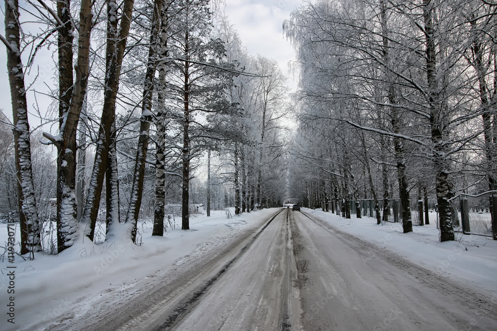 tree along the road in the winter tree along the road in the winter