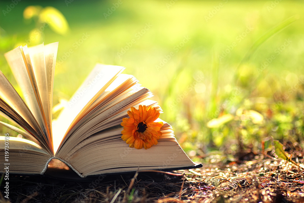 Fototapeta premium open book with flower on grass