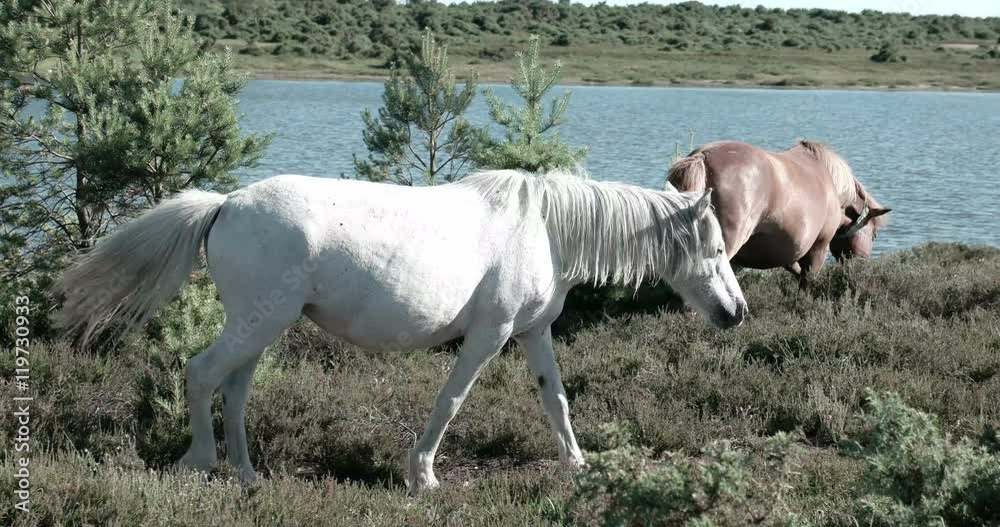 Free wild white horse walking on a green field during sunny day beside river Free wild white horse walking on a green field during sunny day beside river