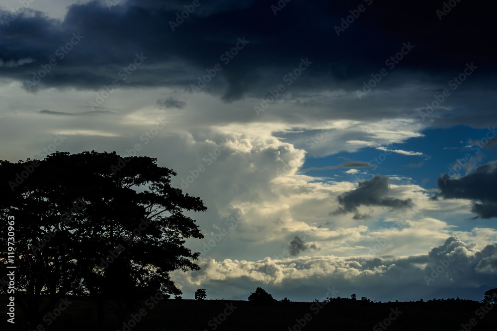 tree silhouette in evening time with sky background