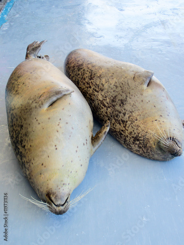 ゴマフアザラシ Spotted seals