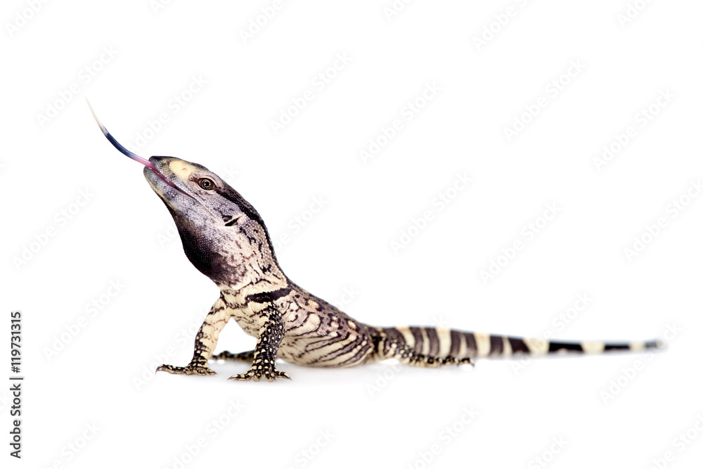 Obraz premium Newborn Black Throat Monitor Lizard on white