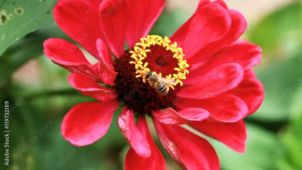Red Flower With Yellow Hawaii Closeup Of Bee Gathering Pollen
Red Flower With Yellow Hawaii Closeup Of Bee Gathering Pollen