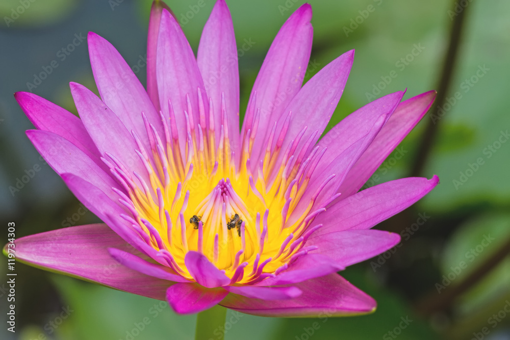 Close -up pink waterlily with bee on pond Close -up pink waterlily with bee on pond