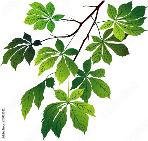 Chestnut tree branch