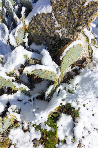 cactus with snow above © james633
