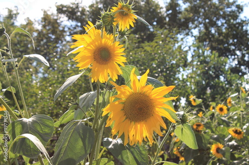 Fotografía Sonnenblumen