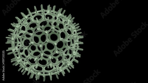 Radiolaria photo