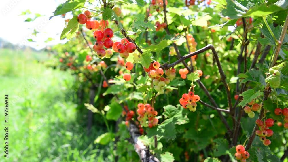 Ripe red currant berries in garden